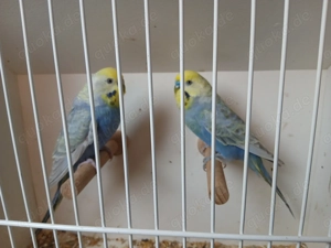 Wellensittiche rainbows ZP