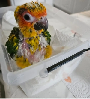 Handzahmer Sonnensittich sucht liebevolle Familie 