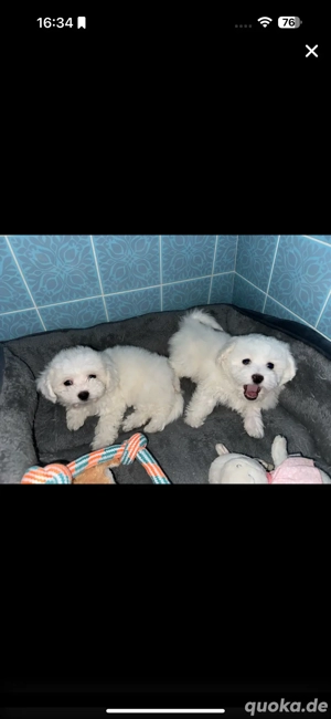 Malteser Welpen 