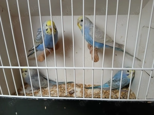 Wellensittiche rainbows jung 