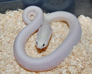 Heterodon nasicus - Hakennasennattern - Hognose - Lystrophis Xenodon pulcher