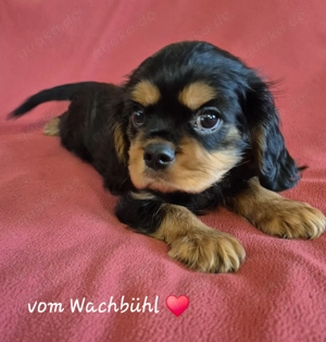 Cavalier King Charles Spaniel Bube aus seriöser Zucht mit Ahnentafel 