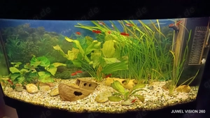 Aquarium JUWEL VISION 260 l mit Schrank in schwarz komplett