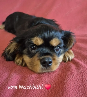 Cavalier King Charles Spaniel Bube aus seriöser Zucht mit Ahnentafel 