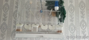 Zebrafinken Familie mit Käfig abzugeben