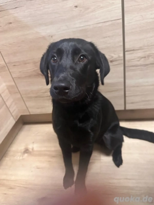 Labrador Hündin 