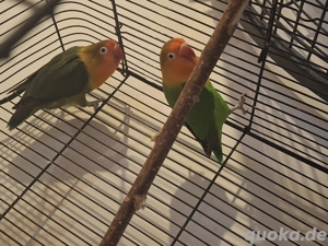 Verkaufe drei Junge Pfirsichköpfchen 