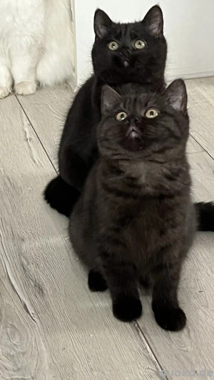 Bkh Bärchen suchen Traumschloss 