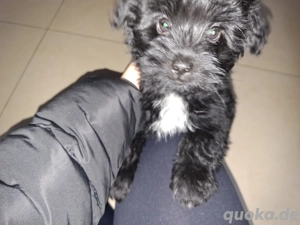 Jackrussel Mix Welpen