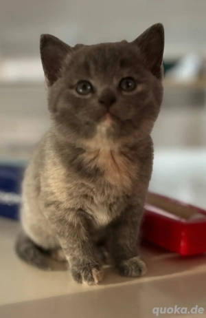 Brittischkurzhaar-Mix Kitten