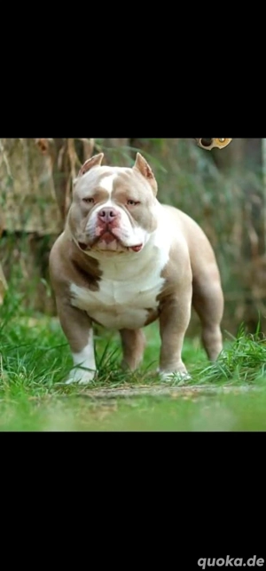   *TOP VERPAARUNG *American Pocket Bully Welpen ABKC (Abgabebereit)