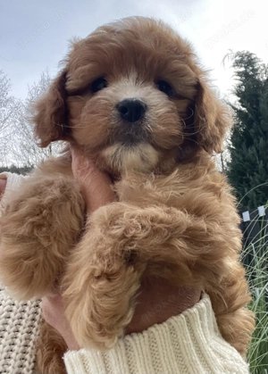Bezaubernde Cavapoo Welpen ähnlich Maltipoo aus geprüfter Zucht