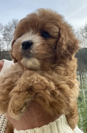 Bezaubernde Cavapoo Welpen ähnlich Maltipoo aus geprüfter Zucht