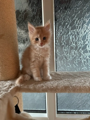 Main Coon bkh Mix kitten