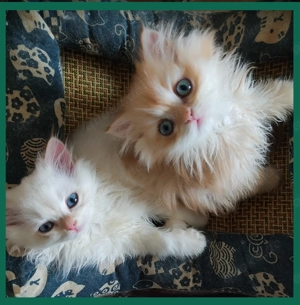 Kätzchen BKH Bild 1