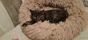 Katzenbaby " Celina "