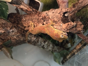 1,1 Mniarogekko chahoua mainland mit Terrarium 