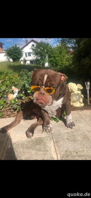    Old English Bulldog   8 Jahre   Liebenswerter Familienhund abzugeben (kostenlos)