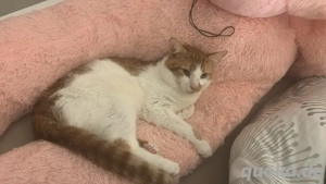 kater zu verschenken 