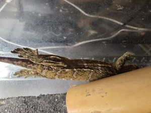 1,1 Rhacodactylus leachianus pine Island 