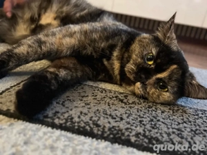 katze sucht ein neues zuhause 