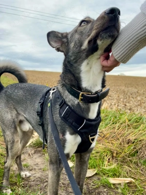 Archie (2 Jahre) sucht schönes Zuhause Bild 2