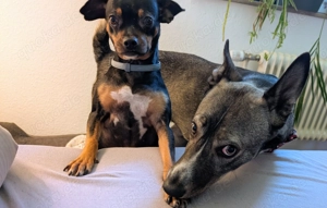 Archie (2 Jahre) sucht schönes Zuhause Bild 6
