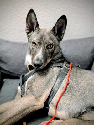 Archie (2 Jahre) sucht schönes Zuhause Bild 5