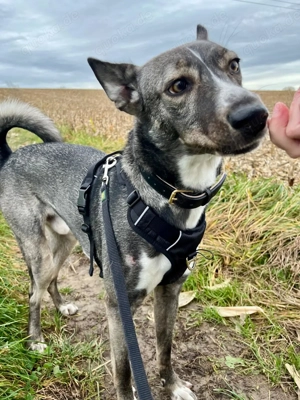 Archie (2 Jahre) sucht schönes Zuhause Bild 4