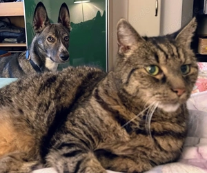 Archie (2 Jahre) sucht schönes Zuhause Bild 3