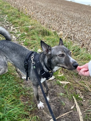 Archie (2 Jahre) sucht schönes Zuhause Bild 8