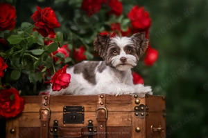 Biro Yorkshire Terrier Welpe mit Ahnentafel - Nur noch ein kleiner Schatz frei, abgabebereit