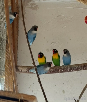 1.0 blaue Schwarzköpfchen, Unzertrennliche Agaporniden