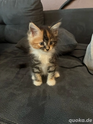 Maine Coon Mix Kitten 