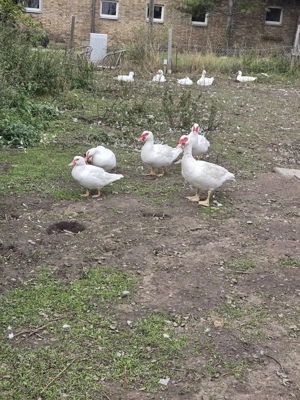Bald ist Weihnachten Gänse und Flugerpels zuverkaufen 