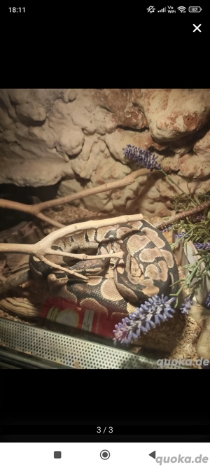 Königspython mit Terrarium!!!