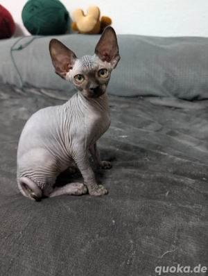 Kanadische Sphynx Kitten Babykatzen mit Tasthaare 