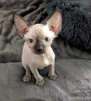 Kanadische Sphynx Kitten Babykatzen Mädchen mit Tasthaare 