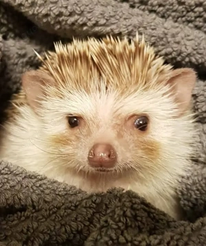 Verkaufe junge Igeldamen 