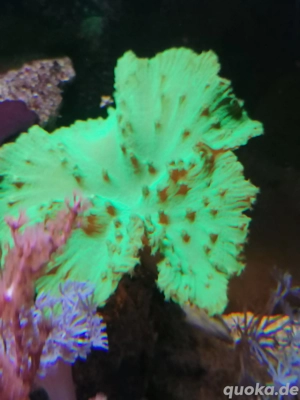  Korallen Grüne Fidji Sinularia brassa