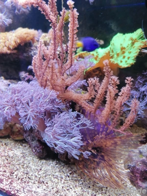 Korallen Stein, Xenias, gorgonie, Röhrenwurm, lila selte Scheiben 