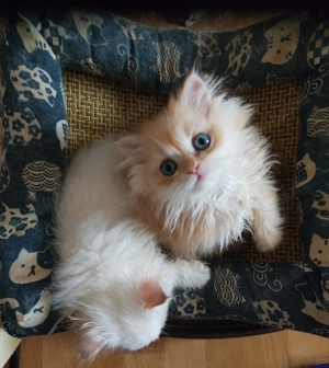 Kätzchen BKH Bild 5