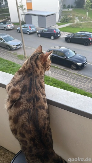 bengal kater abzugeben Bild 4