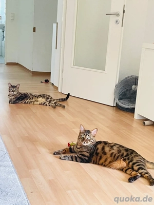 bengal kater abzugeben Bild 3