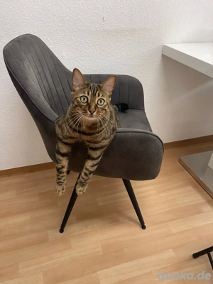 bengal kater abzugeben Bild 2