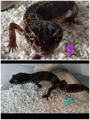 Black Night het Blizzard Weibchen von Sommer '25 Leopardgecko Leoparden