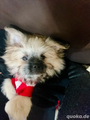 Welpe Hündin   Pomeranian (Zwergspitz)