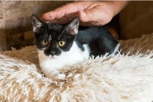 Kätzchen Mädchen sucht Zuhause Kitten 