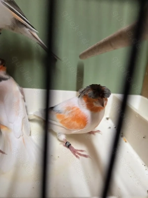 Kanarien Kanarienvögel Harlekin-Kanarien