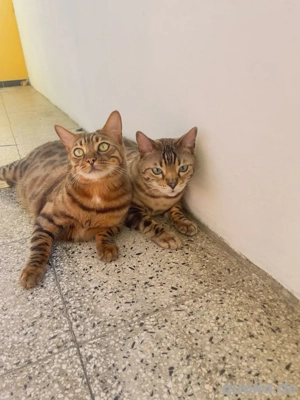 bengal kater abzugeben Bild 5